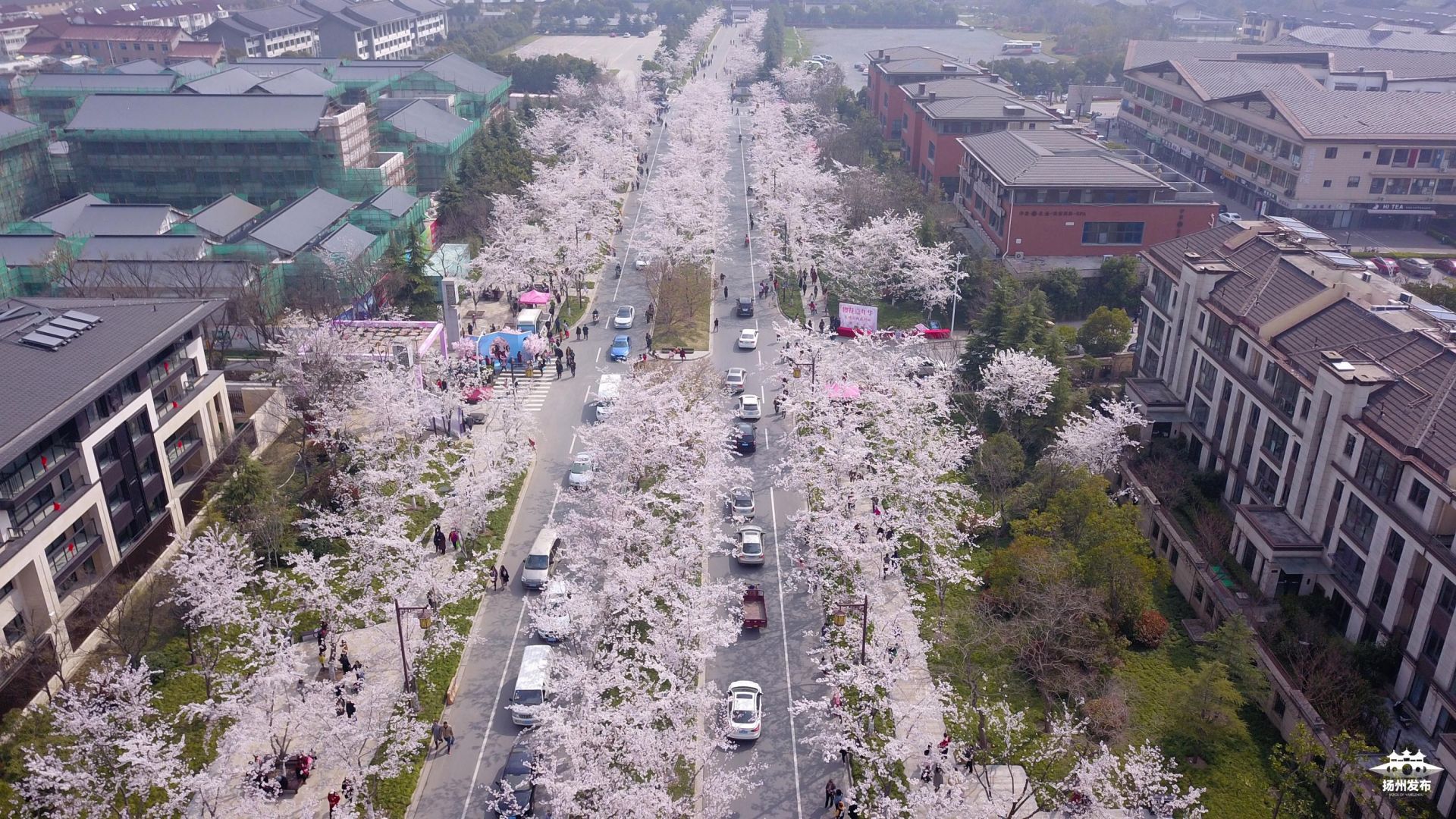 美爆了!空中俯瞰扬州樱花大道