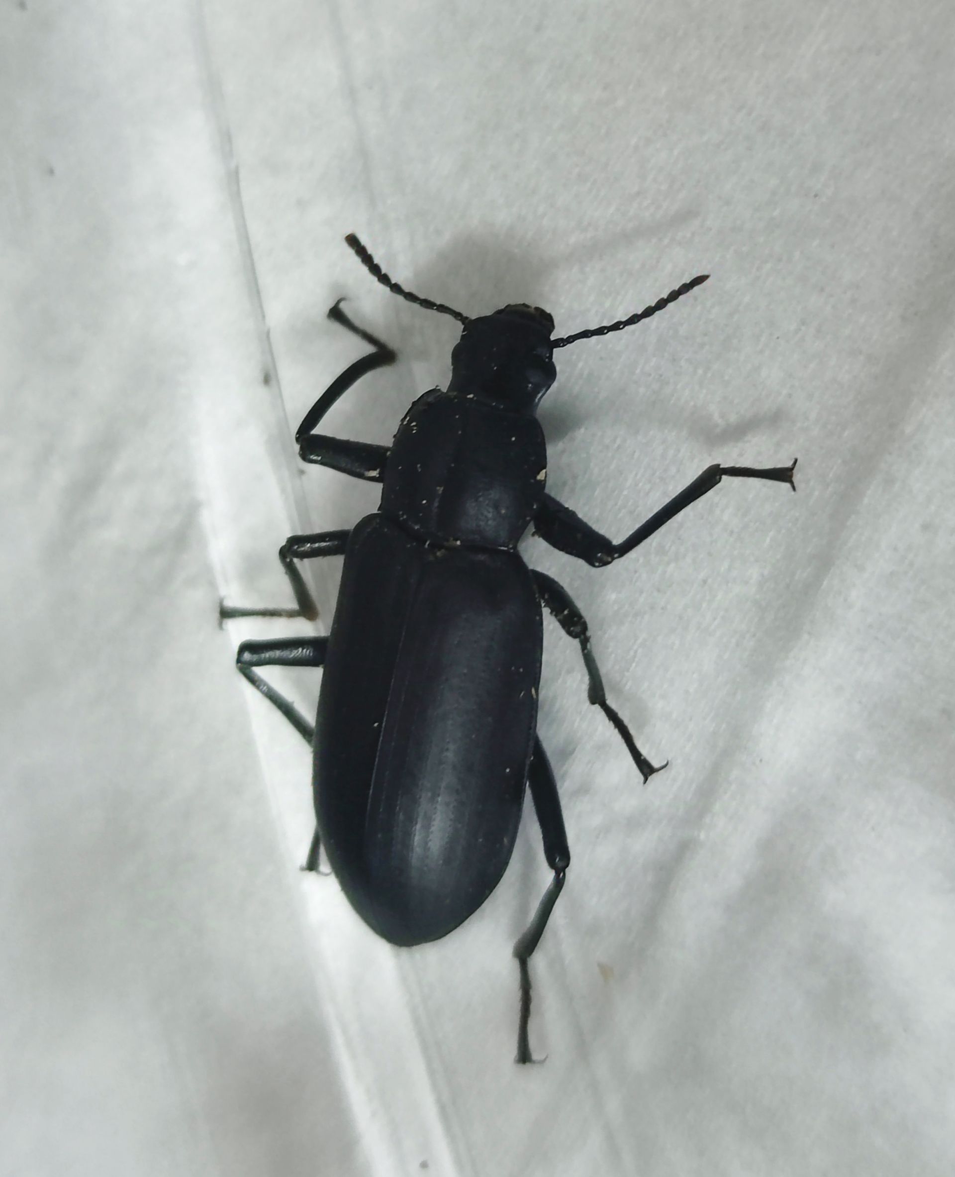 这些甲虫,你认识吗?