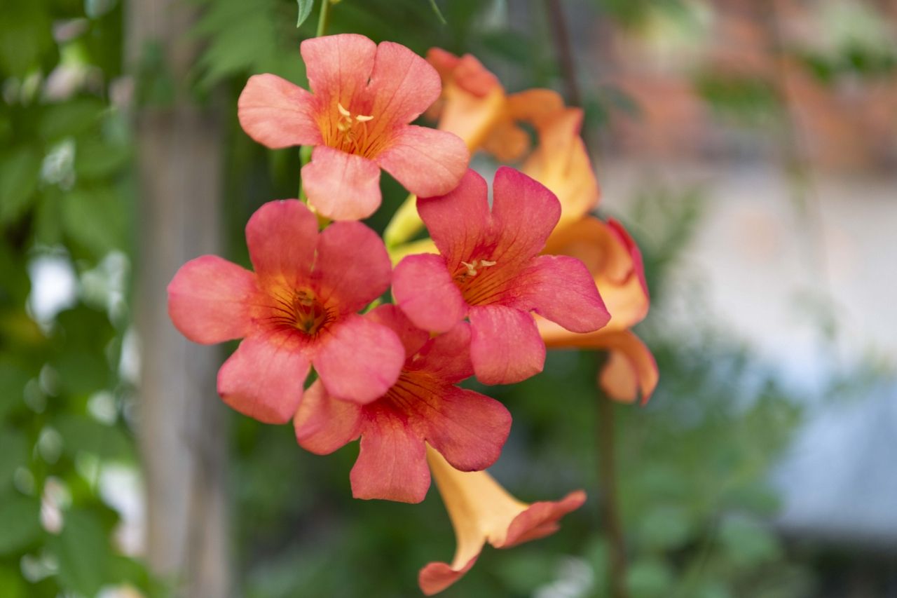 凌霄花儿朵朵开