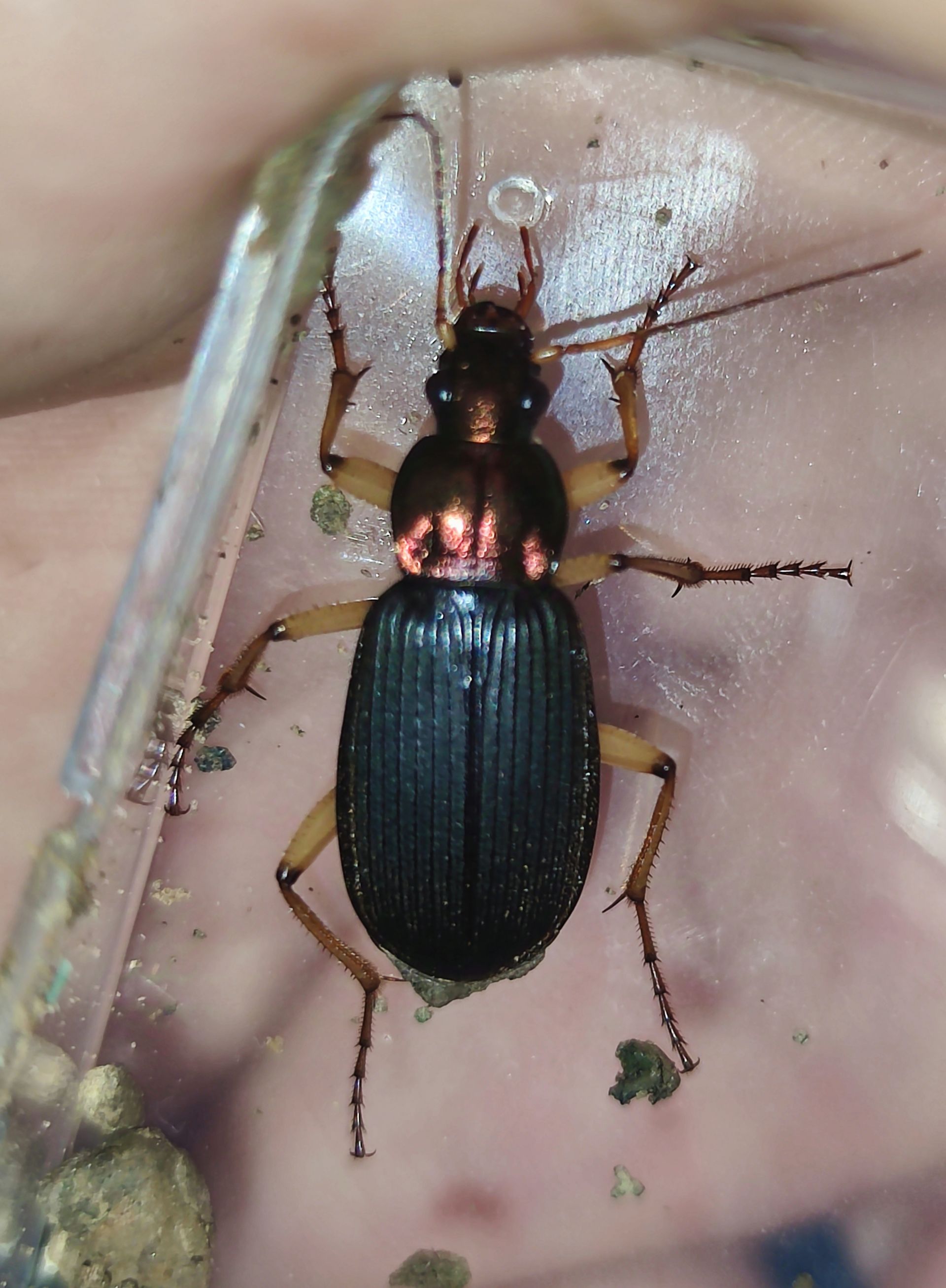 这些甲虫,你认识吗?